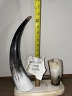 Cow Horn    display Desktop Pencil Holder Desk Souvenir From Kenya 