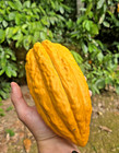 7 Organic Cacao Pods  fruits      Always Fresh     Free Priority Mail Shipping     Usd