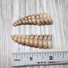 2 Very Large Rattlesnake Rattles   5863    Taxidermy Diamondback Sidewinder