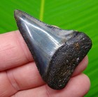 2 17   Great White Shark Tooth Real Fossil Sharks Teeth - No Restorations 
