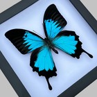 Real Framed Blue Butterfly Dried Bug Shadow Box White Wooden Frame Taxidermy    