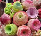 100 Succulent Seeds - Peach   Wine Rose  Mountain Purple Mix    free Shipping 