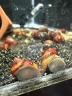 1 3 5 Pack Red Racer Nerite Snail Algae Eater Freshwater Aquarium Live Snail