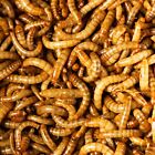 Live Giant Mealworms Pet Reptile   Bird Jumbo Meal Worm Big Living Food Feeders