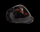 Shell Cypraea Zoila Rosselli F  Gagatis W australia 42 4 Mm   New Named Form