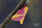 Rosey Maple Moth Five Pairs Male And Female  A    Quality  unmounted Specimens  