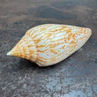 Conus Ranonganus  - Thailand - Conidae - Cone Snail 86mm