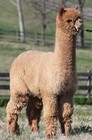 3 Pounds Raw Alpaca Fiber Fawn First Cut Prime Huacaya Unwashed Spinning