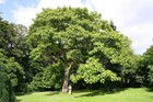 Persimmon Tree Seeds Diospyros Virginiana Sugar Plum Fruit Plant Cold Hardy 4-9