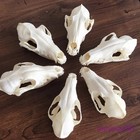 5pcs Real Fox Skull Taxidermy Bone Skeleton Halloween Fish Tank Decoration Gift
