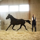 Horze Lunging Surcingle For Horses   Nylon Roller Training - Horse  Black