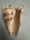 Large Spiked Murex Shell Brown And Cream Pattern Collectible