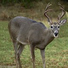 Pennington Rackmaster Fall Deer Food Plot Seed - 50 Lbs 
