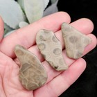 Petoskey Stone  choose Your Weight  Polished Specimens From Michigan