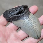 3 5 8  Authentic Prehistoric Megalodon  Fossil Shark Tooth Teeth Free Shipping 