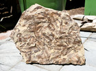 Fossil Eocene Knightia Fish Mass Mortality Plate Green River Formation  Wyoming