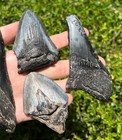Huge Fossil Megalodon Sharks Teeth Lot Of 4 South Carolina Shark Tooth