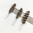 8-11cm 3-4 Inches Super Quality Long And Wide 2 Cm Pheasant Feathers