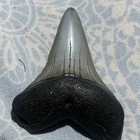 2 Fossil Shark Teeth - Carcharodon Hastalis -ancestral Great White- Norfolk  Va