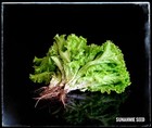 Best Seed To Plant Today   Romaine Lettuce  Seeds            1 99 Free    