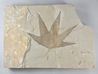 Sycamore  Macgintea Wyomingensis   Leaf Fossil  Bonanza  Utah