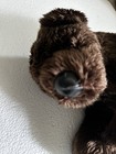 Dan Dee   Brown  Teddy Bear Stuffed Plush Toy Sweat     