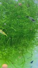 Java Moss  taxiphyllum Barbieri  Live Aquarium Plants Buy 2 Get 1 Free