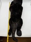 New Very Rare Folkmanis Hand Puppet Black Panther 24  Yellow Eyes Puma Tags