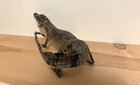 Genuine Baby Alligator crocodile   Stuffed Full Body Taxidermy   Reptile Species