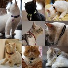 12 Pack Reflective-breakaway Cat Collars With Bells safety Buckle Kitten Collar 