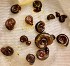 6  Live Ramshorn Snails -  teen-adult Sized  Aquarium Cleaners algae Eaters