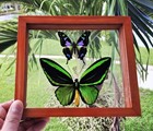 Real Framed Butterfly Green  Purple Double Glass Size 6 5 x7 5  Inches 
