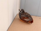 12 Button Quail  Hatching Eggs Npip   Ai A High Fertilization Rate