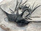 Dicranurus Monstrosus On Matrix Trilobite Morocco Large 3  Free Shipping Us