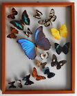 Vtg Real Framed Butterfly Display 12 Elegant Blue Morpho Butterflies Collection