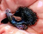 10  Live Guppy Fry - Dark Dumbo Dragon - Live Guppy Fish Usa Seller