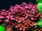 50 Genuine Ludwigia Super Red Seeds - Aquarium Aquatic Plant  - The Real Thing