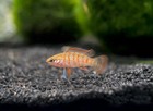 3 Live Scarlet Badis 1 2    Freshwater Fish Aquarium Guaranteed Alive