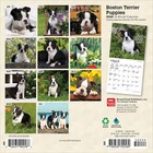Browntrout   Boston Terrier Puppies 2026 Mini Wall Calendar  7   X 7    16-month