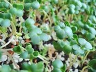 Organic Non-gmo Broccoli Seeds Sprouting Sprouts Microgreens 4oz Of Pure  new 