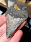 Beautiful Red Brown Fossil Great White Shark Tooth Fossils Sharks Teeth Ocean