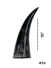 One Small Polished Cow Horn   Real Horn   One Of A Kind   Natural Color    24