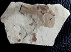 Extremely Rare Oligocene Fossil Bird Feather