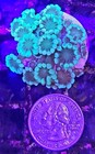 Wysiwyg Live Mint Green Alveopora Coral Frag Aquacultured Free Shipping 