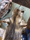 Gorgeous Gray Fox Fur Pelt Taxidermy Crafting Leather Work Super Soft