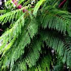 Jacaranda Fern Tree Seeds  mimosifolia Acutifolia  Tropical Blue Flowers Plant