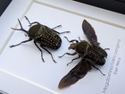 Framed Fork-horned Flower Beetle Pair  Green Cameroon Beetle Display  8x10 