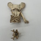 Coyote Atlas     Bones With Vertebrae For Crafting Jewelery Curio Fast Shipping 
