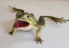 Vintage Squeaker Rubber Toy Frog Hong Kong 6 