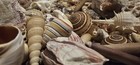 Large Lot Of Mixed Seashells  Asst  Sizes  4lb Sea Shell Craft Lot